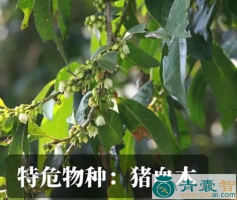 中药材猪血木图片