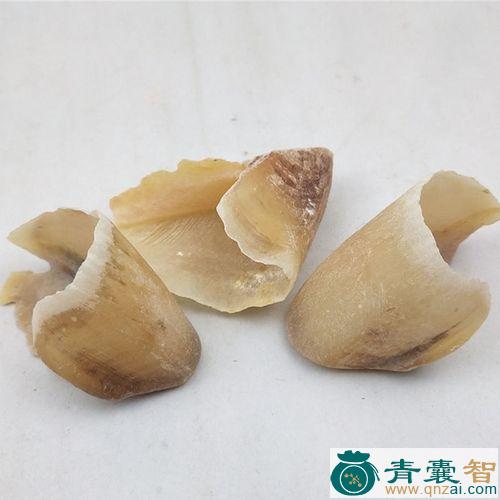 中药材猪蹄甲图片
