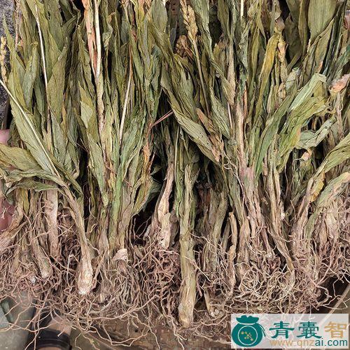 中药材猪骨明图片