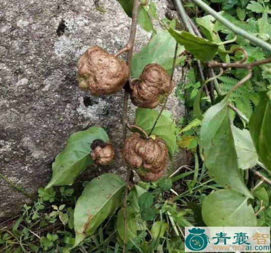 中药材猫人参图片