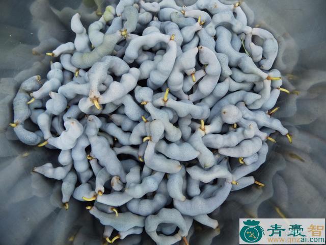 中药材猫儿屎图片