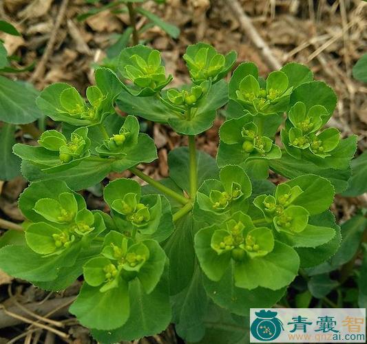 中药材猫儿草图片