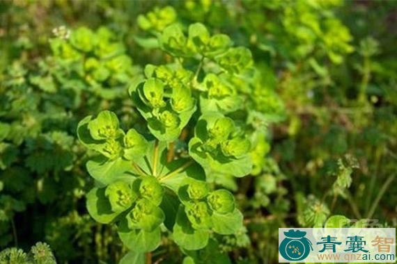 中药材猫头草图片