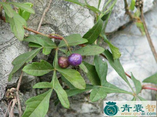 中药材猫子藤图片