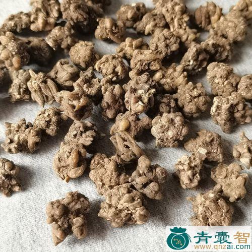 中药材猫瓜图片