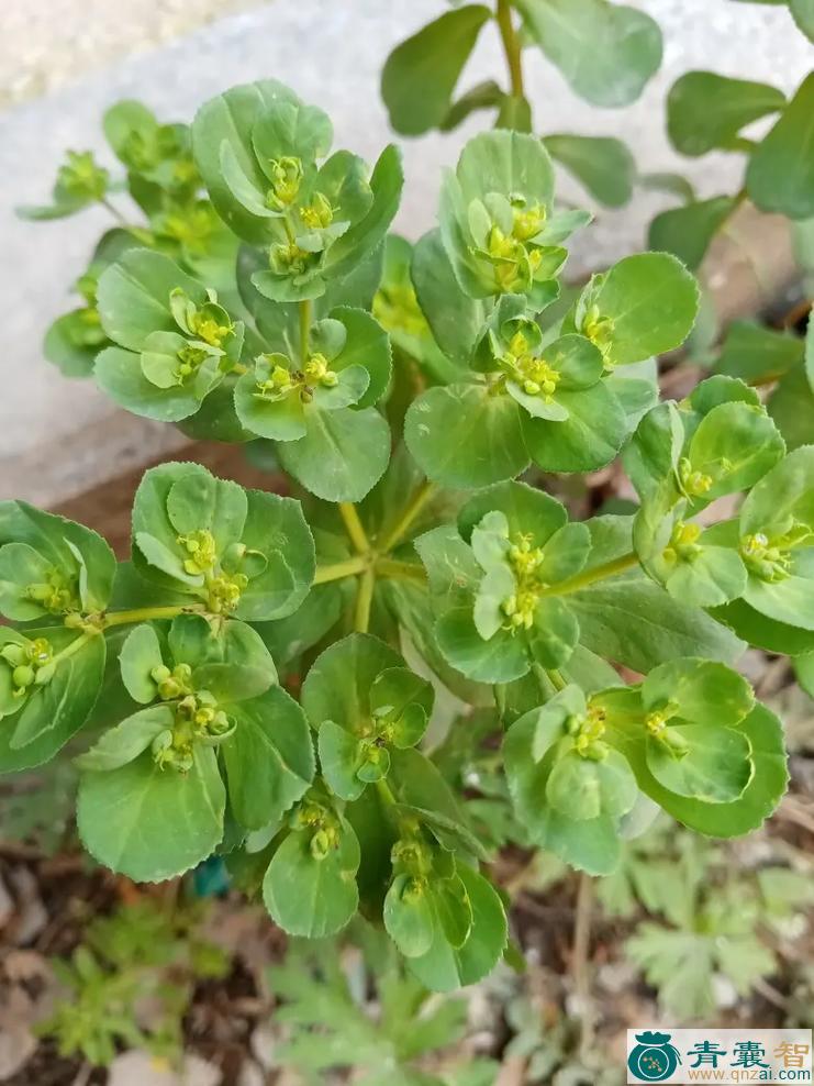 中药材猫眼花图片