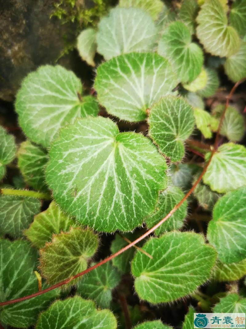 中药材猫耳朵草图片