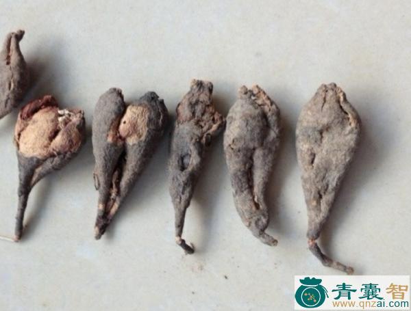 中药材猫肠筋图片