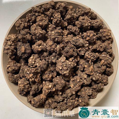 中药材猫脚药草图片