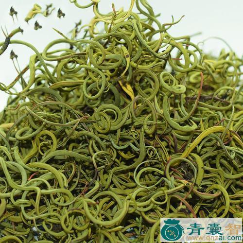 中药材猫舌头草图片