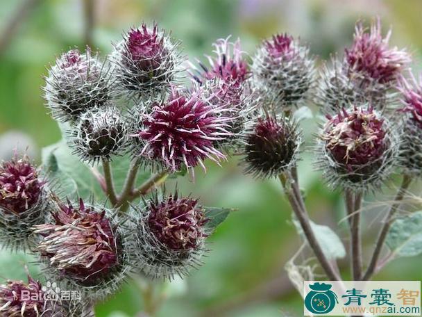 中药材猫花图片