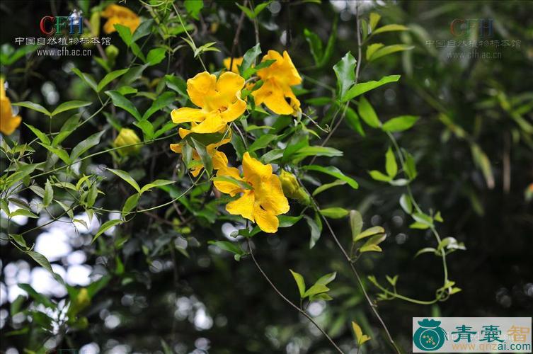 中药材猫藤草图片
