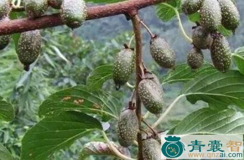 猫蛋果的性状性味归经以及功效用法-青囊智
