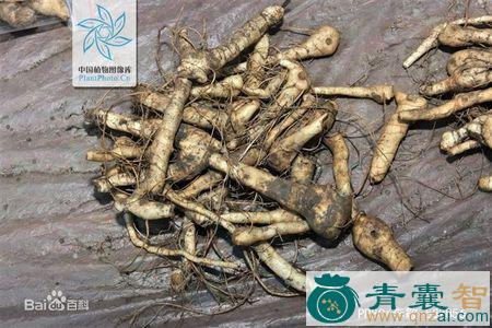 中药材猫金图片