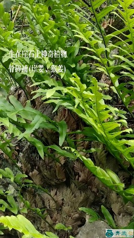中药材猴写字图片