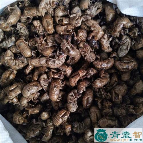 中药材猴刺脱图片