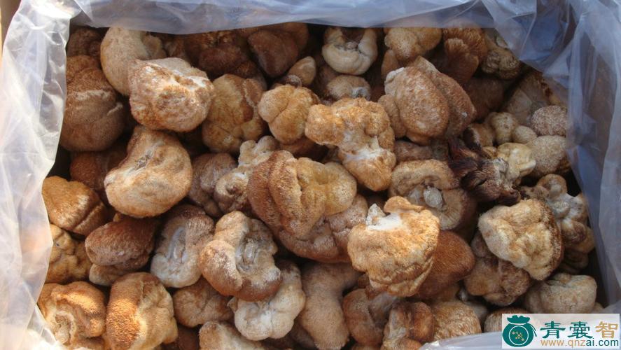 猴头菌的性状性味归经以及功效用法-青囊智
