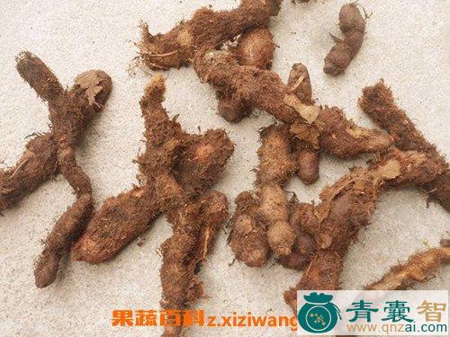 中药材猴子柑图片