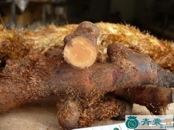 猴总子的性味归经以及功效用法-青囊智