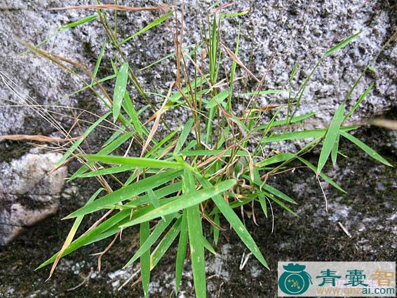 中药材猴毛草图片