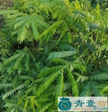 猴耳草的性状性味归经以及功效用法和注意事项-青囊智