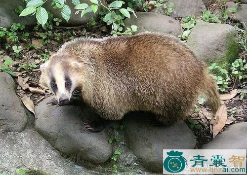 中药材獾图片