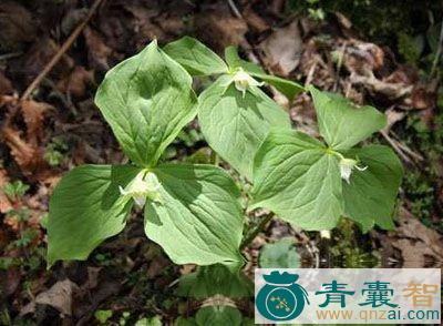 中药材玉儿七图片