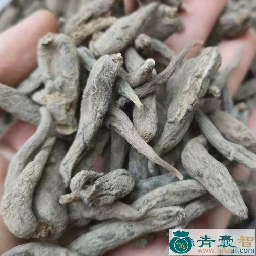 中药材玉凤花根图片
