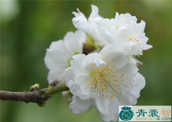 中药材玉叠梅图片