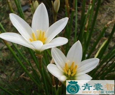 玉帘的性味归经以及功效用法和注意事项-青囊智