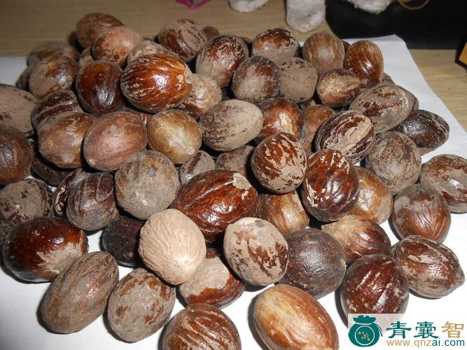 中药材玉果图片