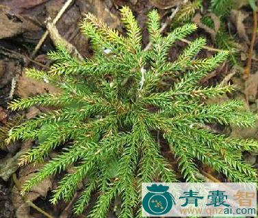 中药材玉柏图片
