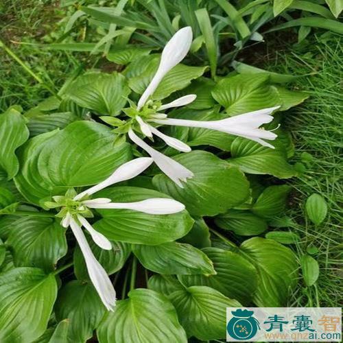 中药材玉泡花图片