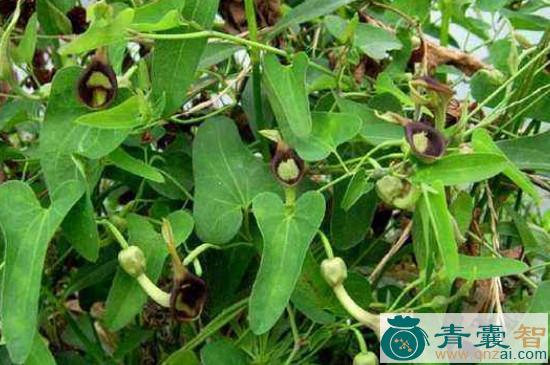 中药材玉溪天仙藤图片