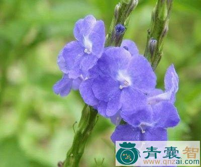 中药材玉龙鞭图片