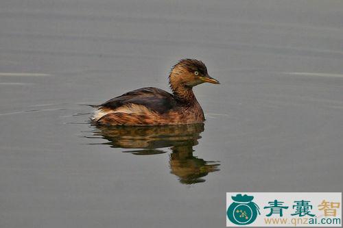 中药材王八鸭子图片