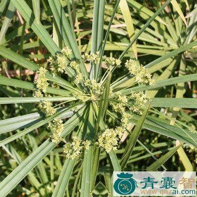 中药材王母钗图片