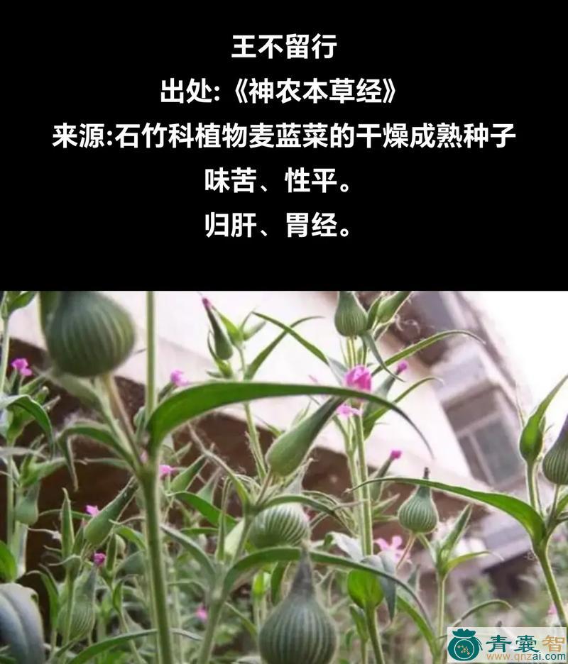 中药材王牡牛图片