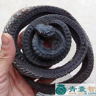 中药材王蛇图片