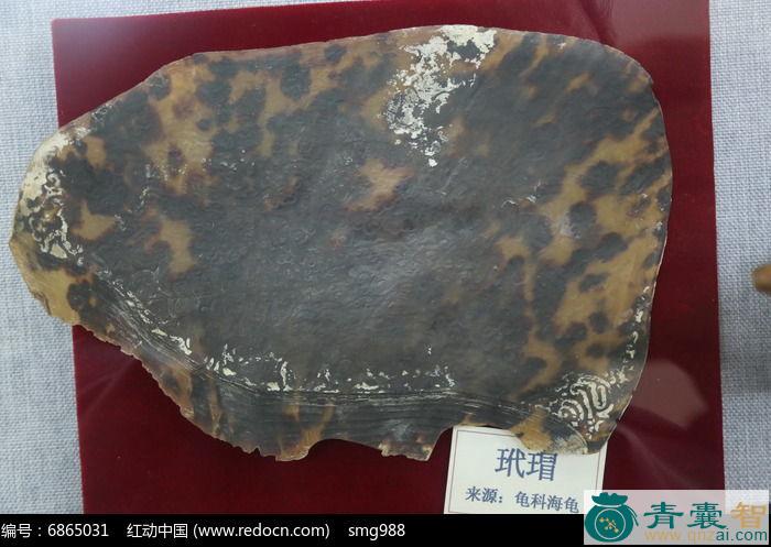 玳瑁肉的性味归经以及功效用法-青囊智