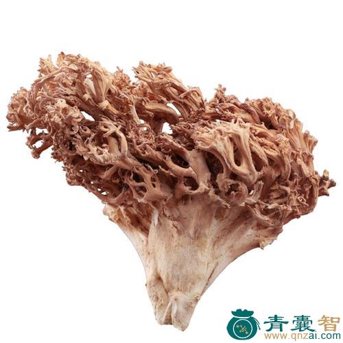 中药材珊瑚图片