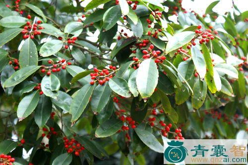 中药材珊瑚冬青图片