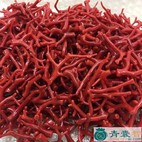 中药材珊瑚枝图片