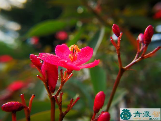 中药材珊瑚花图片