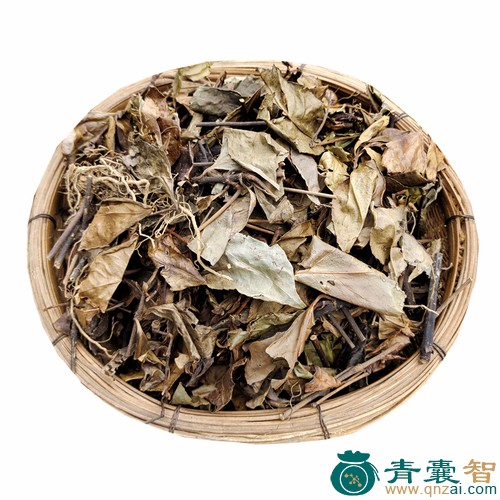 中药材珊瑚草图片
