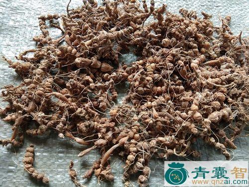 中药材珍珠七图片