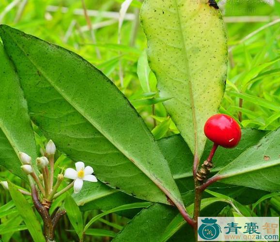 中药材珍珠伞图片