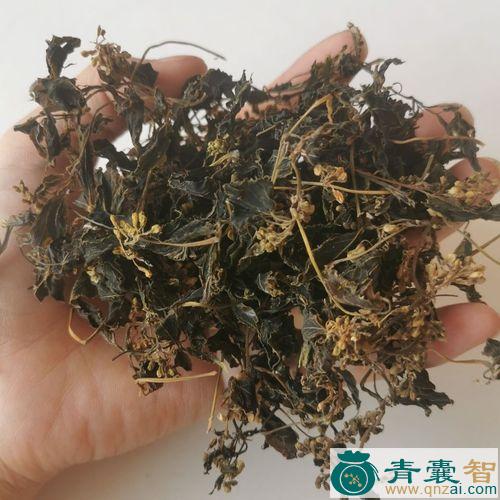 中药材珍珠花图片