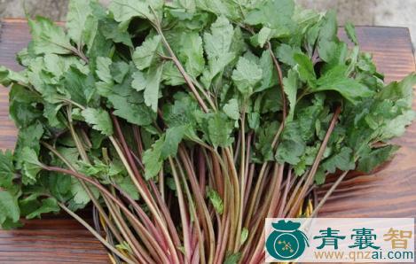 中药材珍珠菜图片