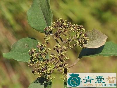 中药材珍珠风子图片